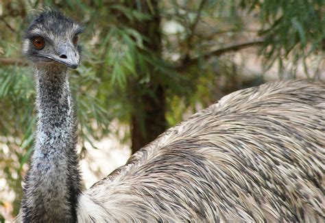 NOBLE EMU